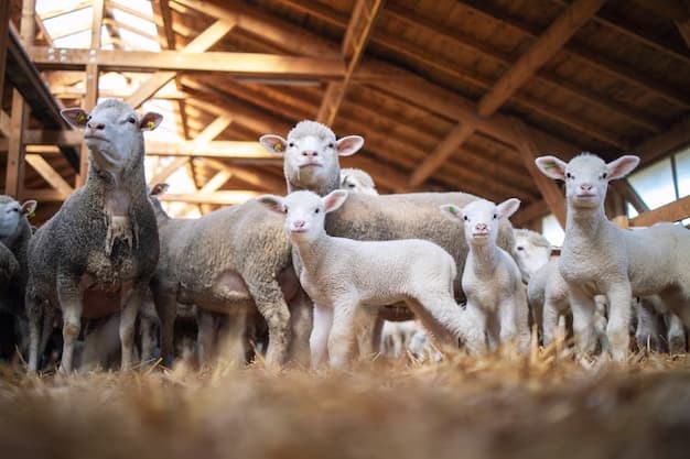 Corderos en un galpón